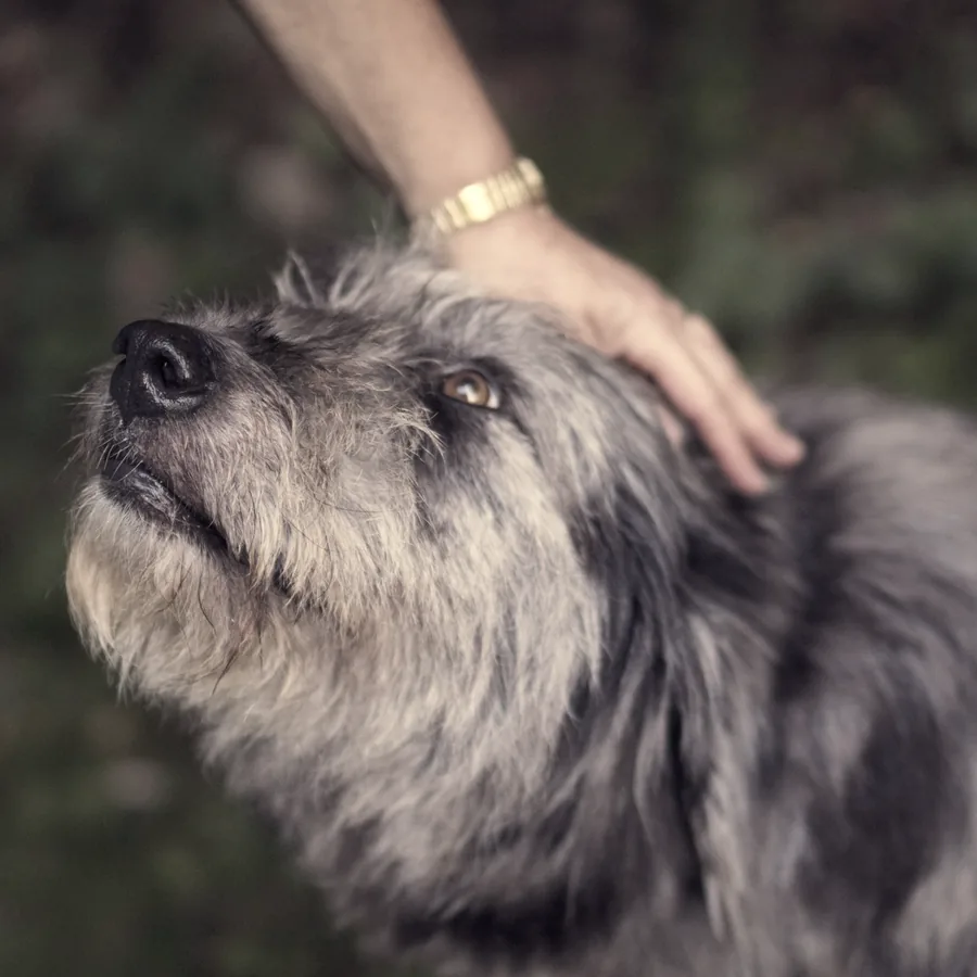 An owner's hand on a grey muzzled dog.