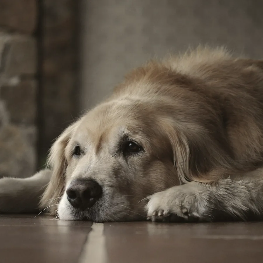 A golden retriever dozing on a cool floor.