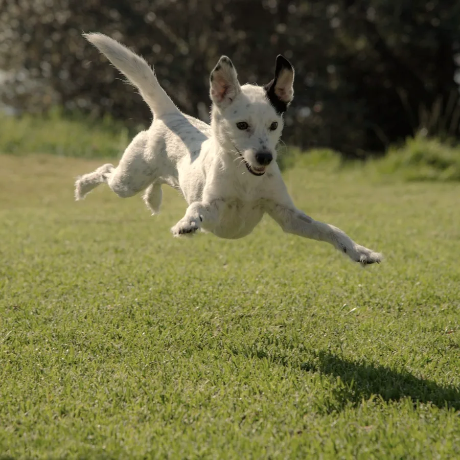 A young dog mid air across a lawn.