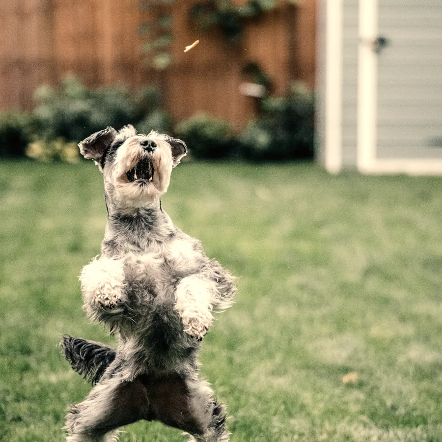 A terrier up on its back legs, playing.