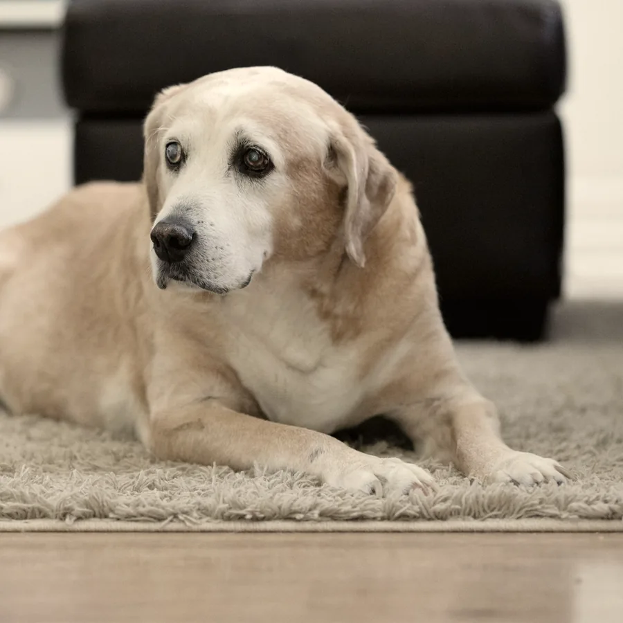 An older labrador resting on a rug.